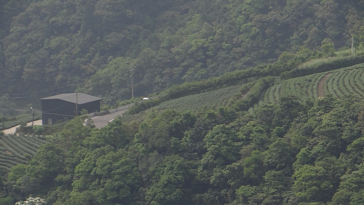 20150501汐平公路桐花滿載
