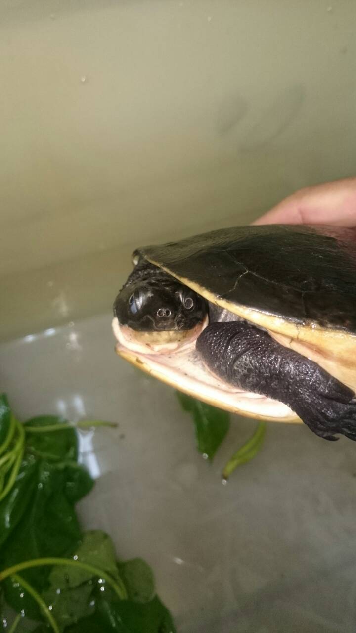 撿到烏龜