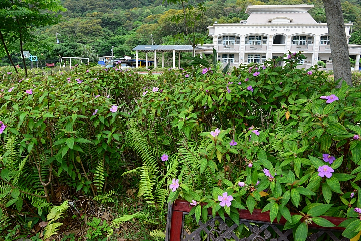 高士國小野牡丹花盛開，歡迎您住宿，一早醒來展開美麗的一天。