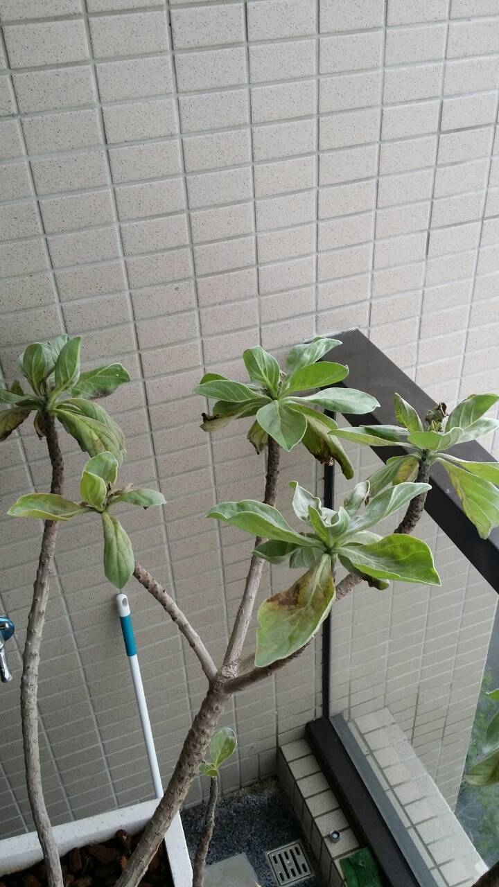 新買來的白水木生病了 求救 求救!