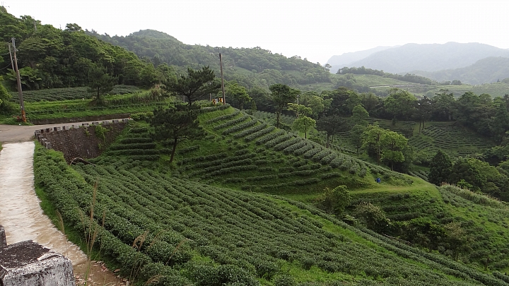 20150501汐平公路桐花滿載