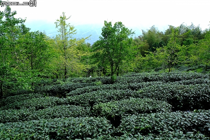 福特非試不可! 24小時免費試駕-1.0T Fiesta