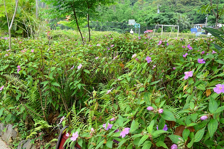高士國小野牡丹花盛開，歡迎您住宿，一早醒來展開美麗的一天。