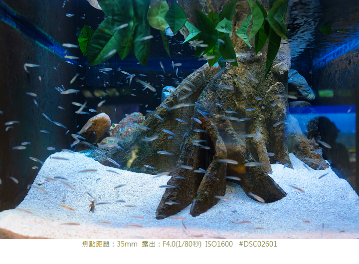 RX1R 沖縄美ら海水族館