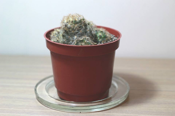 請問我的仙人掌現在這樣還救得回來嗎?TAT