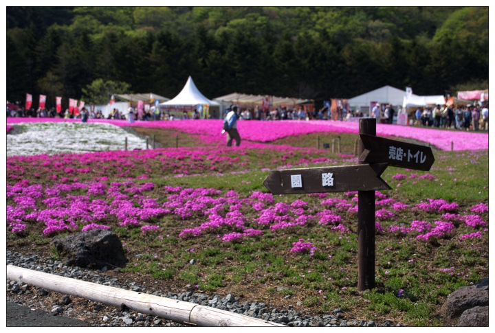 [SKYWAVE TYPE-S]GOLDEN WEEK小旅行DAY-1「富士芝櫻」