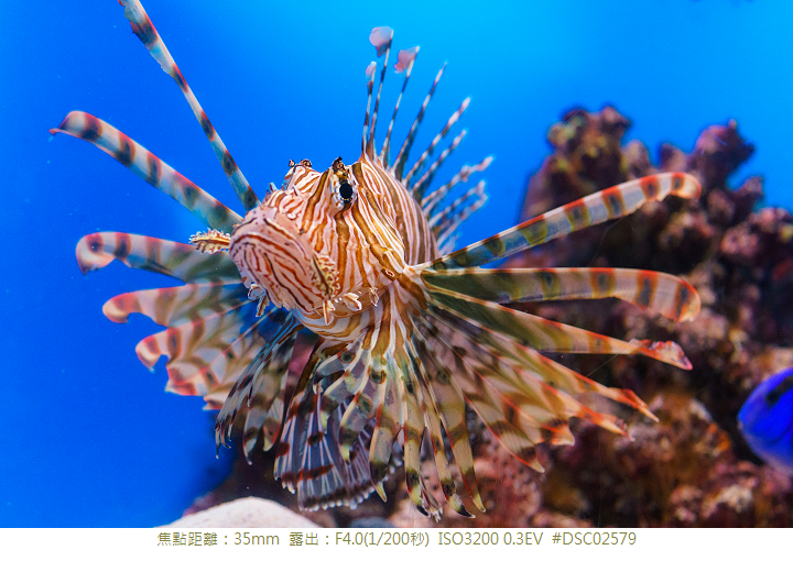 RX1R 沖縄美ら海水族館