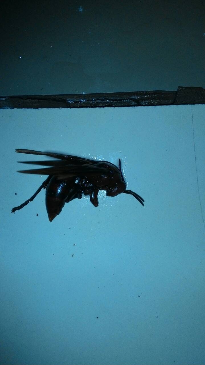 請問這是甚麼蜂?