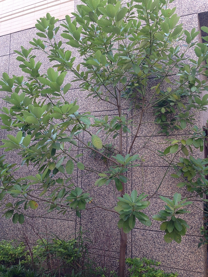 請問這是什麼植物