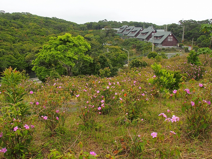 高士國小野牡丹花盛開，歡迎您住宿，一早醒來展開美麗的一天。