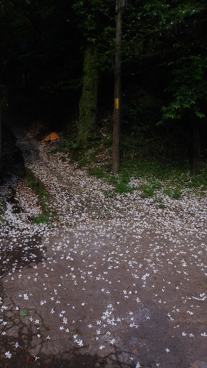 20150501汐平公路桐花滿載