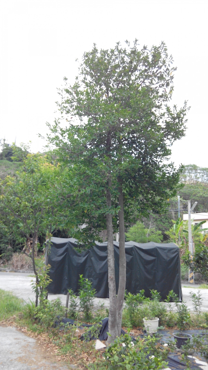 (請教) 這棵樹的名稱是?