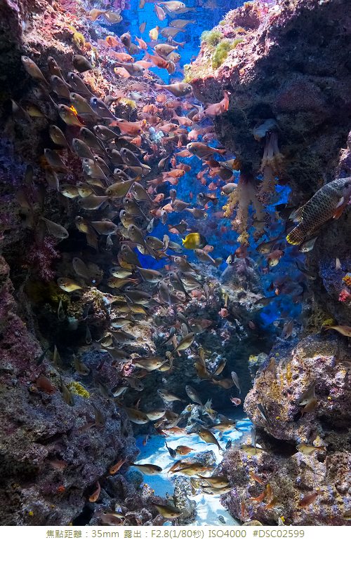 RX1R 沖縄美ら海水族館