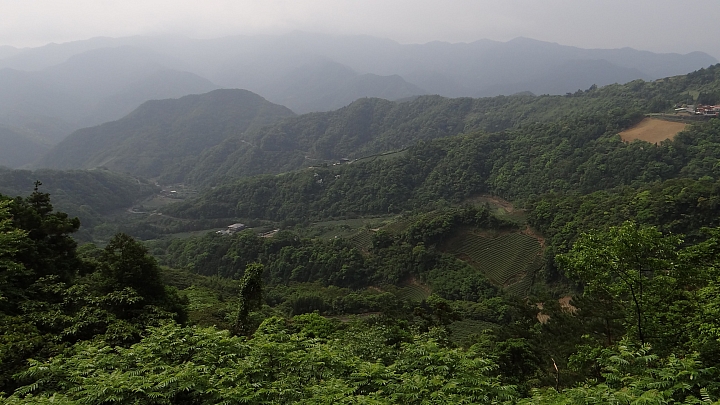20150501汐平公路桐花滿載