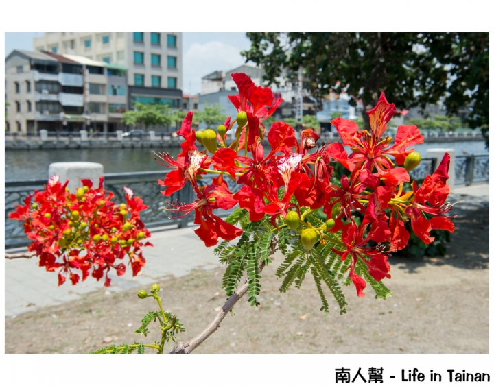 【台南市安平區-花木】紅紅一整片，超好拍的地方#鳳凰花#(臨安橋旁)