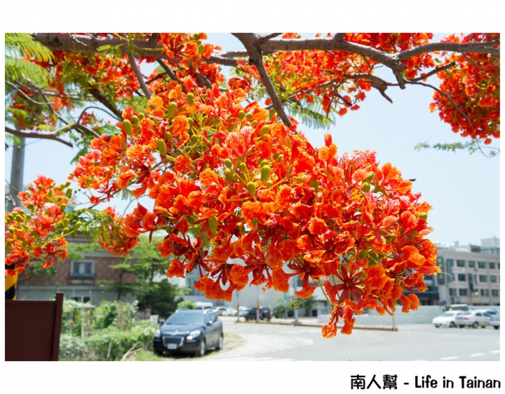 【台南市安平區-花木】紅紅一整片，超好拍的地方#鳳凰花#(臨安橋旁)