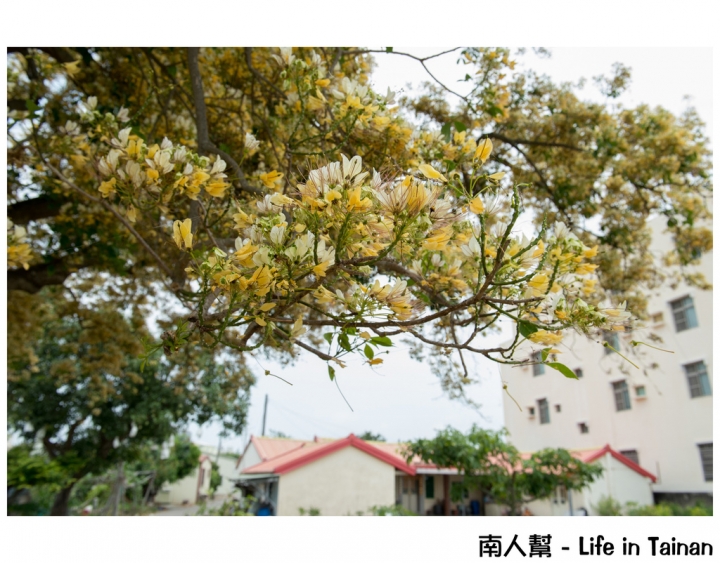 【台南市安南區-花木】安南區代天府旁#百年魚木#盛開中