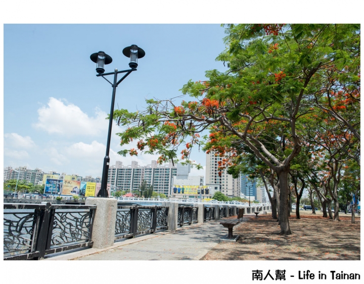 【台南市安平區-花木】紅紅一整片，超好拍的地方#鳳凰花#(臨安橋旁)