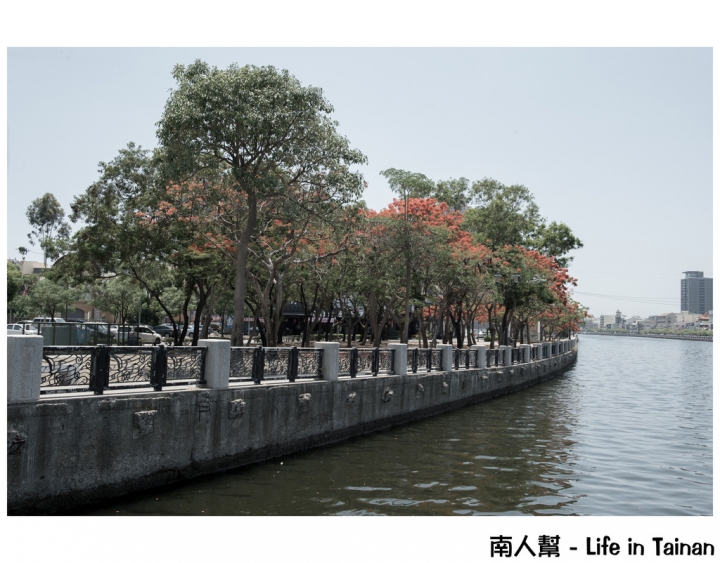 【台南市安平區-花木】紅紅一整片，超好拍的地方#鳳凰花#(臨安橋旁)