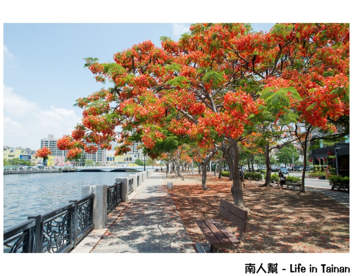 【台南市安平區-花木】紅紅一整片，超好拍的地方#鳳凰花#(臨安橋旁)