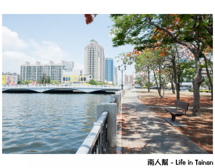 【台南市安平區-花木】紅紅一整片，超好拍的地方#鳳凰花#(臨安橋旁)