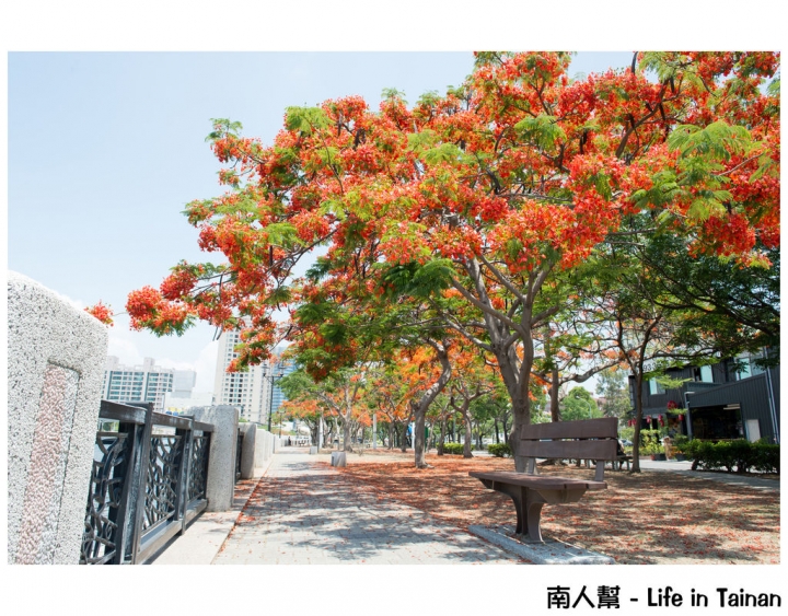 【台南市安平區-花木】紅紅一整片，超好拍的地方#鳳凰花#(臨安橋旁)