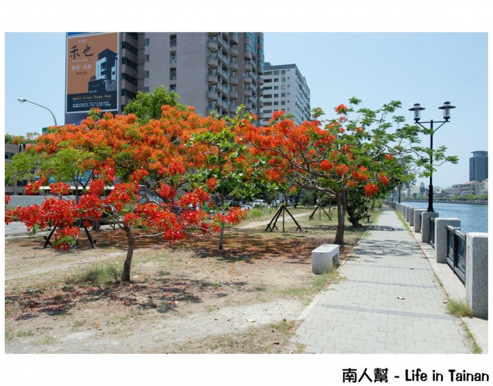 【台南市安平區-花木】紅紅一整片，超好拍的地方#鳳凰花#(臨安橋旁)