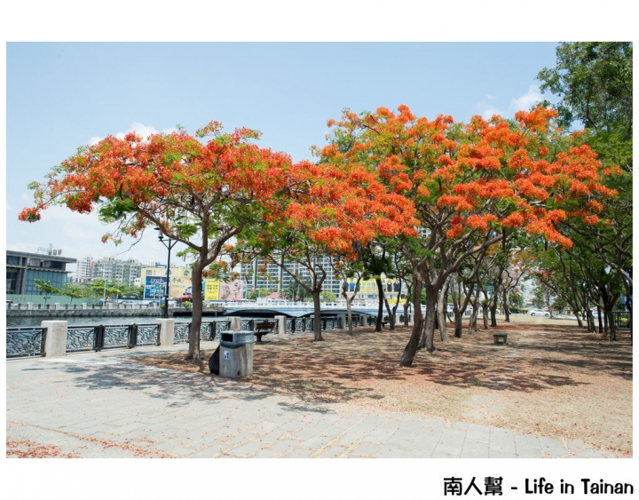 【台南市安平區-花木】紅紅一整片，超好拍的地方#鳳凰花#(臨安橋旁)