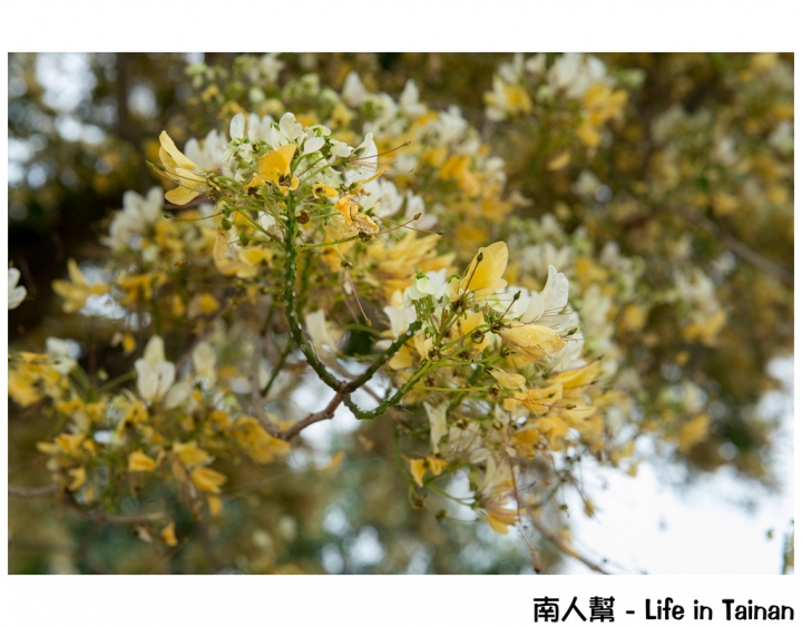 【台南市安南區-花木】安南區代天府旁#百年魚木#盛開中