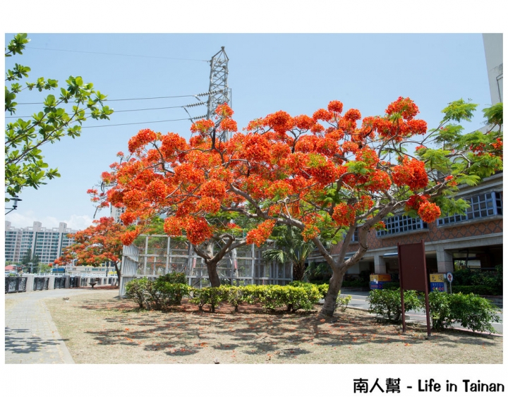【台南市安平區-花木】紅紅一整片，超好拍的地方#鳳凰花#(臨安橋旁)