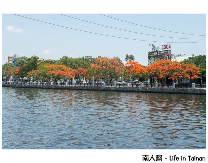 【台南市安平區-花木】紅紅一整片，超好拍的地方#鳳凰花#(臨安橋旁)