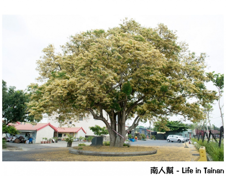 【台南市安南區-花木】安南區代天府旁#百年魚木#盛開中