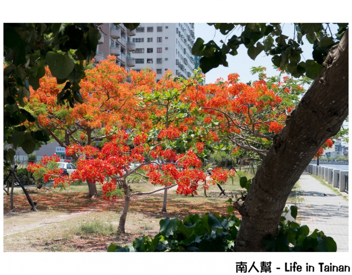 【台南市安平區-花木】紅紅一整片，超好拍的地方#鳳凰花#(臨安橋旁)