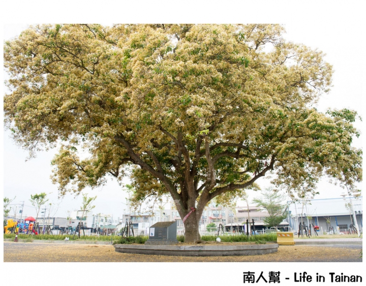 【台南市安南區-花木】安南區代天府旁#百年魚木#盛開中