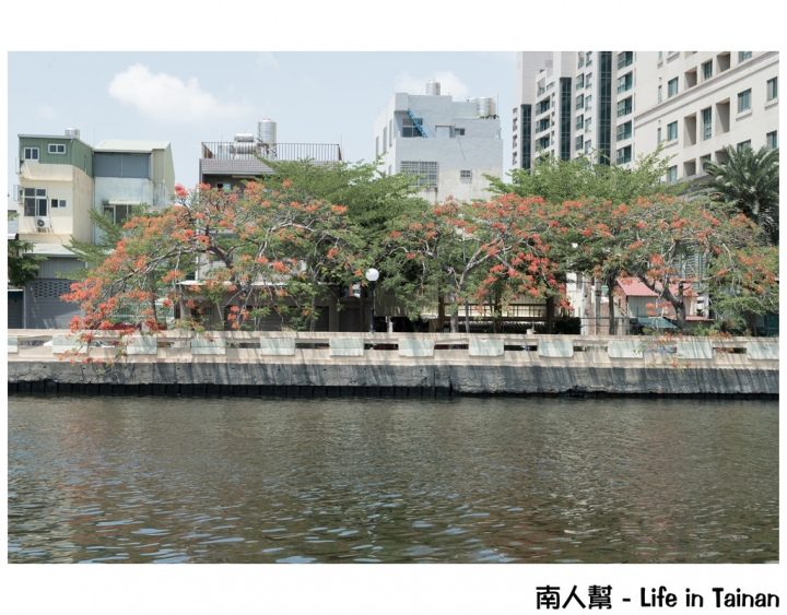 【台南市安平區-花木】紅紅一整片，超好拍的地方#鳳凰花#(臨安橋旁)