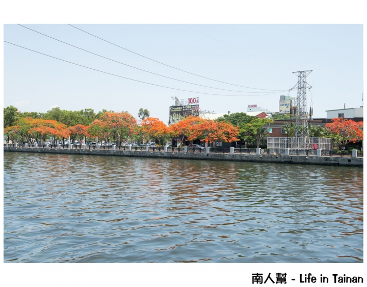 【台南市安平區-花木】紅紅一整片，超好拍的地方#鳳凰花#(臨安橋旁)