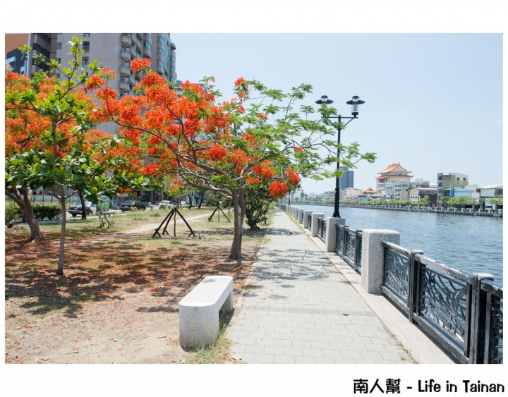 【台南市安平區-花木】紅紅一整片，超好拍的地方#鳳凰花#(臨安橋旁)