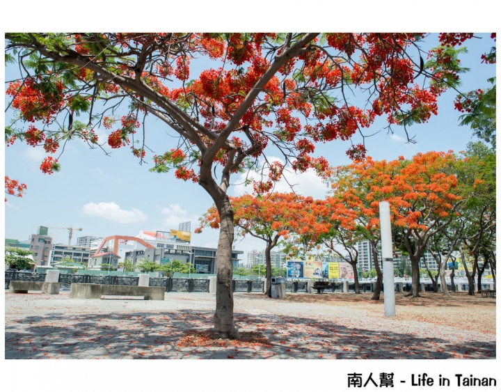 【台南市安平區-花木】紅紅一整片，超好拍的地方#鳳凰花#(臨安橋旁)