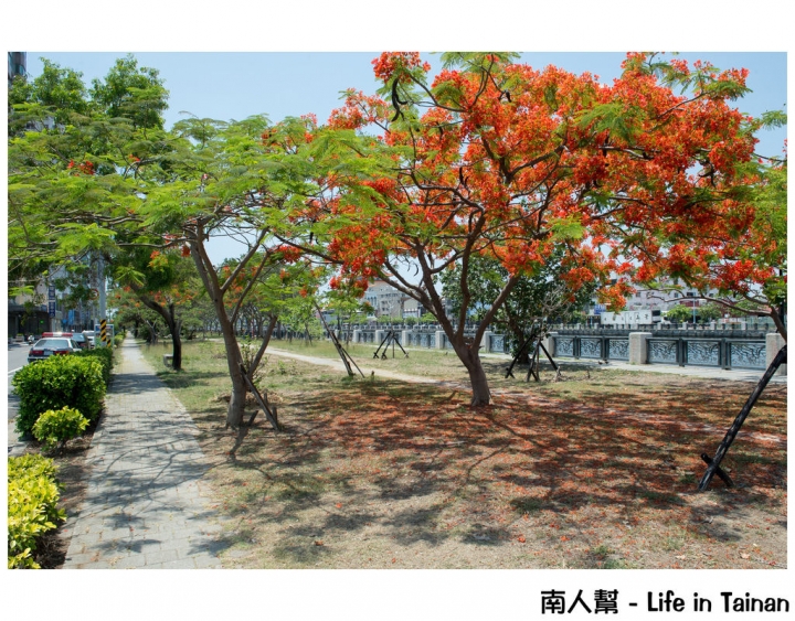【台南市安平區-花木】紅紅一整片，超好拍的地方#鳳凰花#(臨安橋旁)