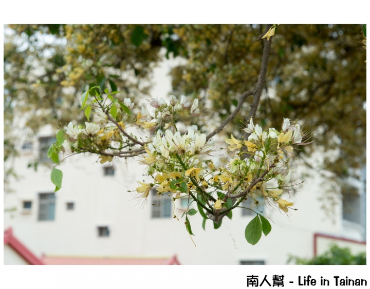 【台南市安南區-花木】安南區代天府旁#百年魚木#盛開中