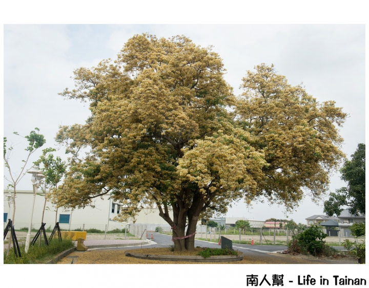 【台南市安南區-花木】安南區代天府旁#百年魚木#盛開中