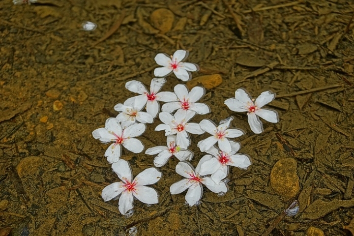 ▌基隆七堵‧旅遊景點 ▌瑪陵坑水上桐花密境【富民親水公園】
