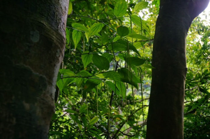 ▌新北三峽‧旅遊景點 ▌吸收芬多精的好所在【滿月圓森林國家公園】