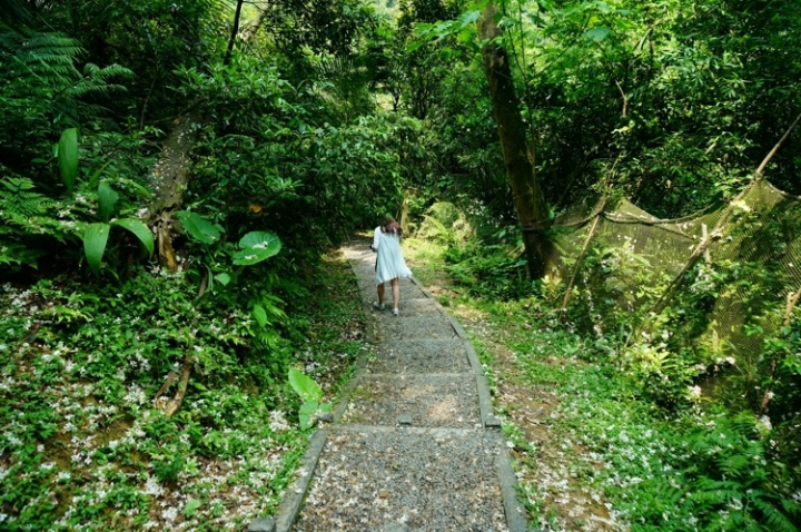 ▌基隆七堵‧旅遊景點 ▌瑪陵坑水上桐花密境【富民親水公園】