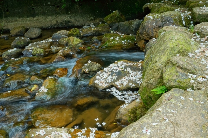▌基隆七堵‧旅遊景點 ▌瑪陵坑水上桐花密境【富民親水公園】