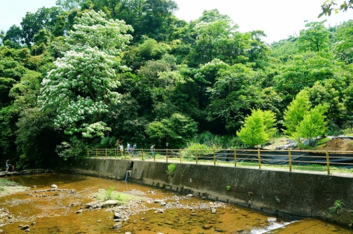 ▌基隆七堵‧旅遊景點 ▌瑪陵坑水上桐花密境【富民親水公園】