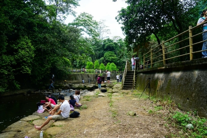 ▌基隆七堵‧旅遊景點 ▌瑪陵坑水上桐花密境【富民親水公園】