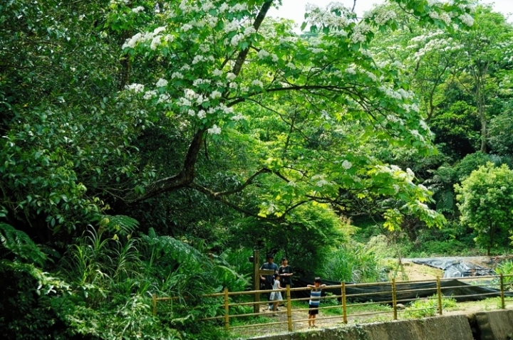 ▌基隆七堵‧旅遊景點 ▌瑪陵坑水上桐花密境【富民親水公園】