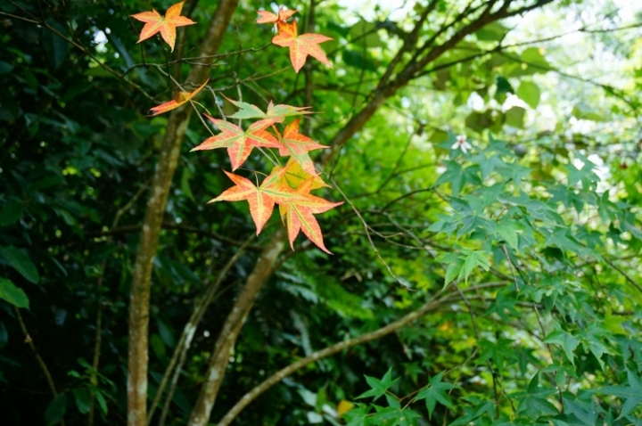 ▌基隆七堵‧旅遊景點 ▌瑪陵坑水上桐花密境【富民親水公園】