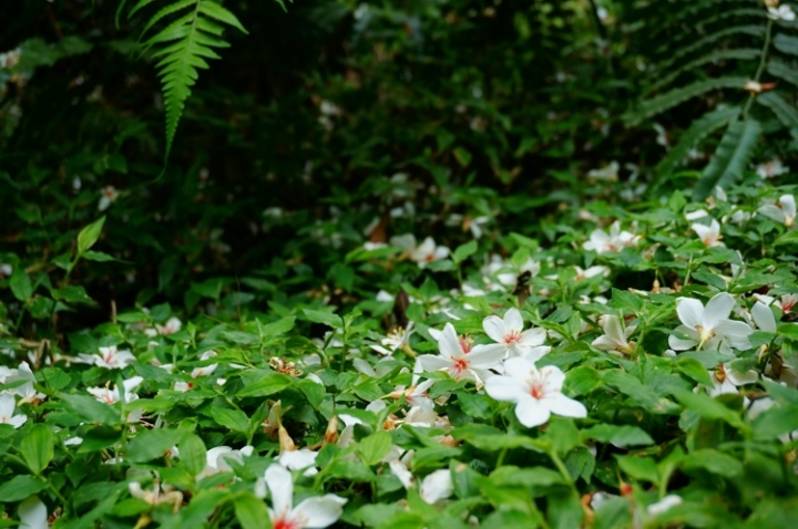 ▌基隆七堵‧旅遊景點 ▌瑪陵坑水上桐花密境【富民親水公園】